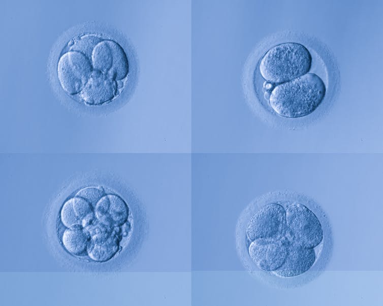 Human embryo at the very early stages