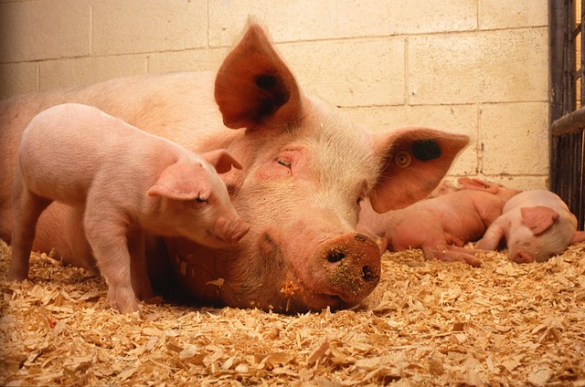A sow and her piglets in a bed of straw